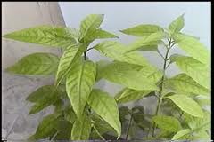 cây hoàn ngọc với những công dụng chữa bệnh hình 0 cay hoan ngoc voi nhung cong dung chua benh hinh 0
